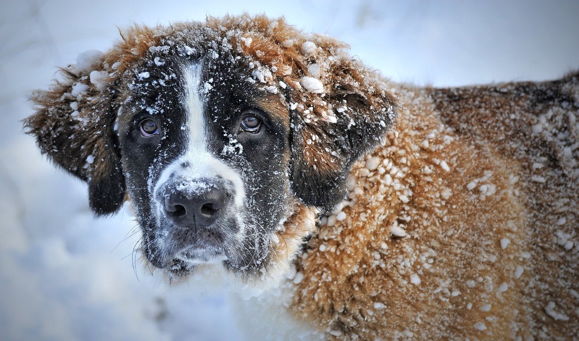 Was hilft, wenn der Hund erkältet ist?